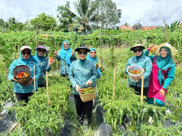 Panen Cabe di Desa Tumbudadio, Ketua TP-PKK Koltim  Apresiasi Upaya Petani